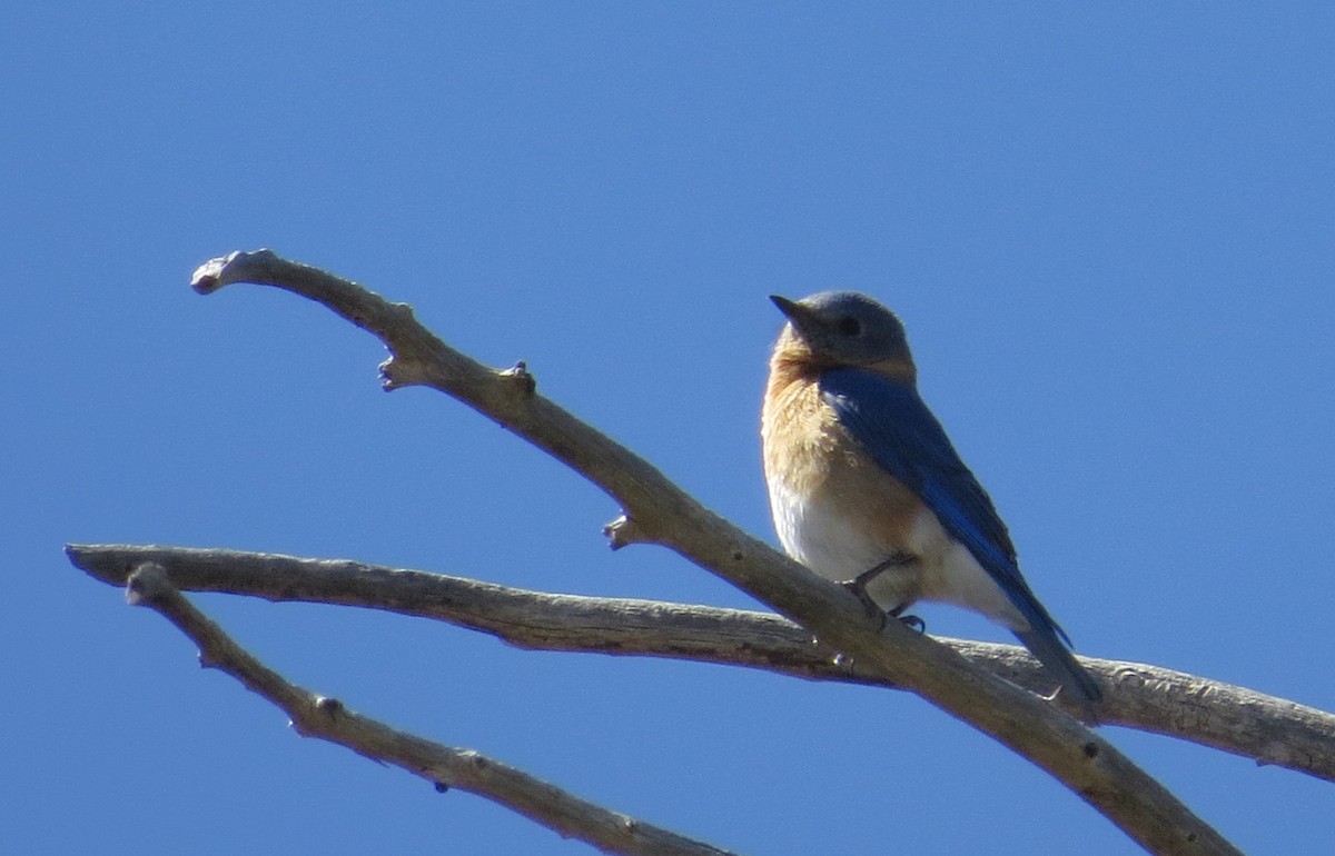 Eastern Bluebird - ML619409311