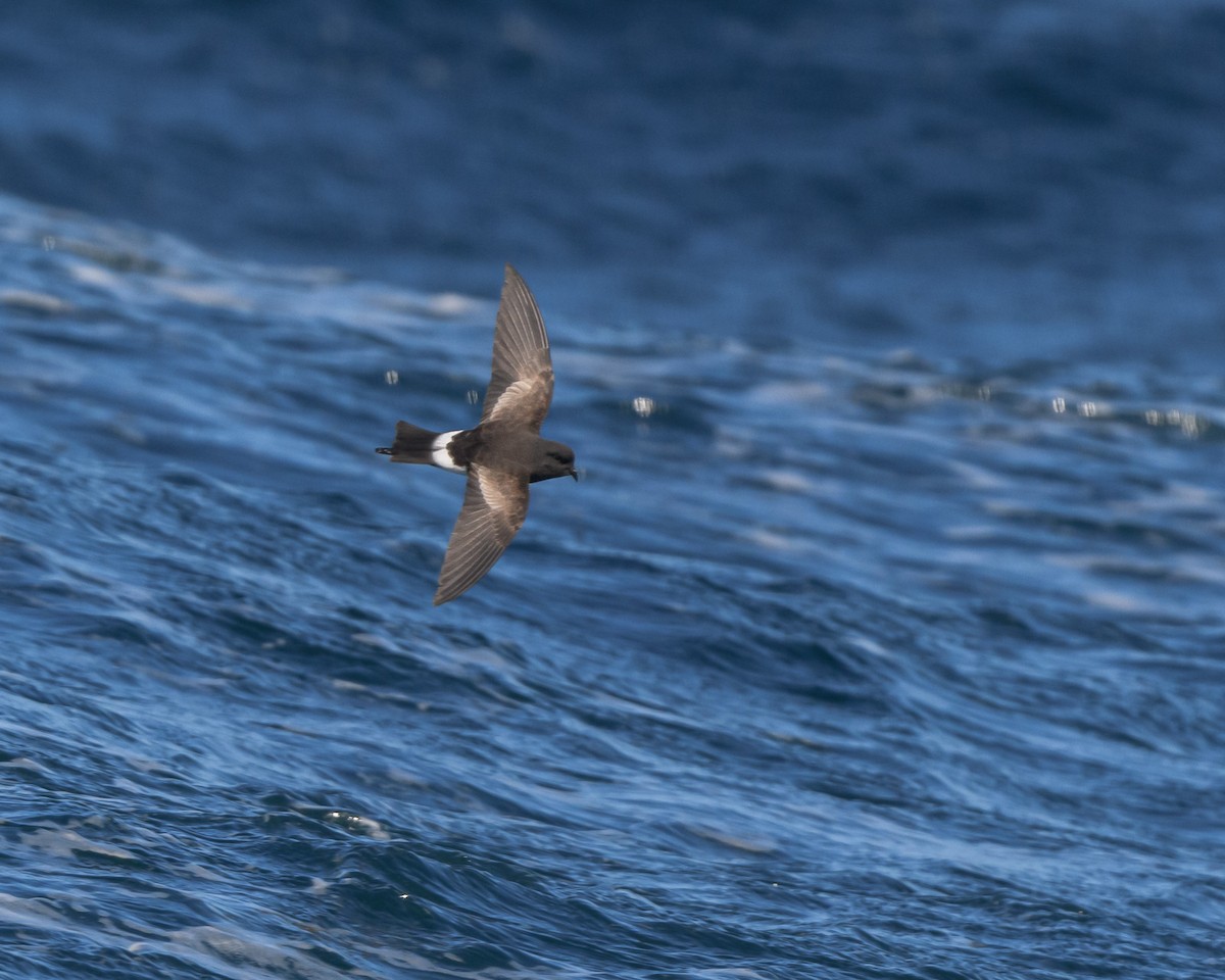 Wilson's Storm-Petrel (Wilson's) - ML619409312