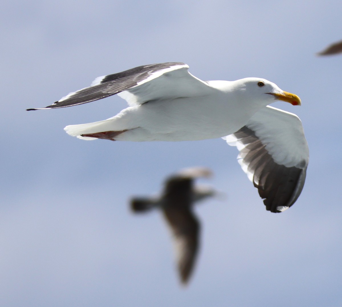 Western Gull - Butch Carter