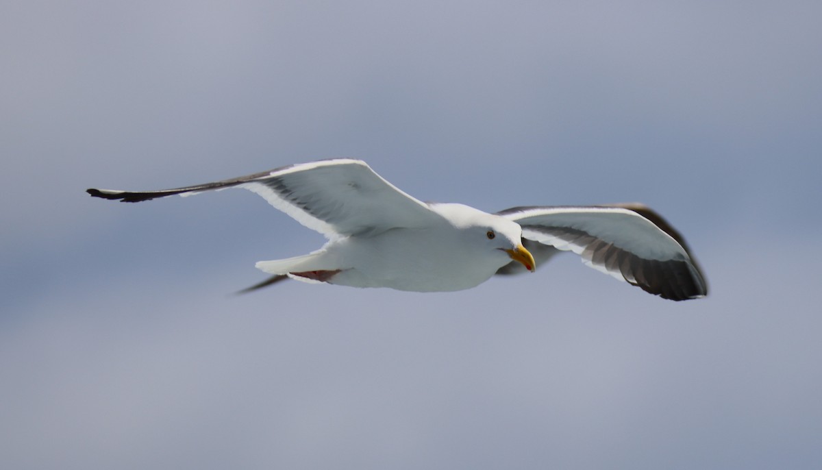 Western Gull - Butch Carter