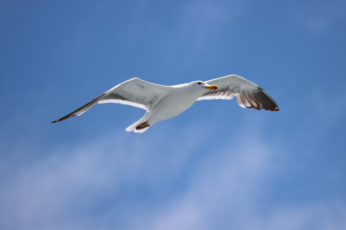 Western Gull - Butch Carter