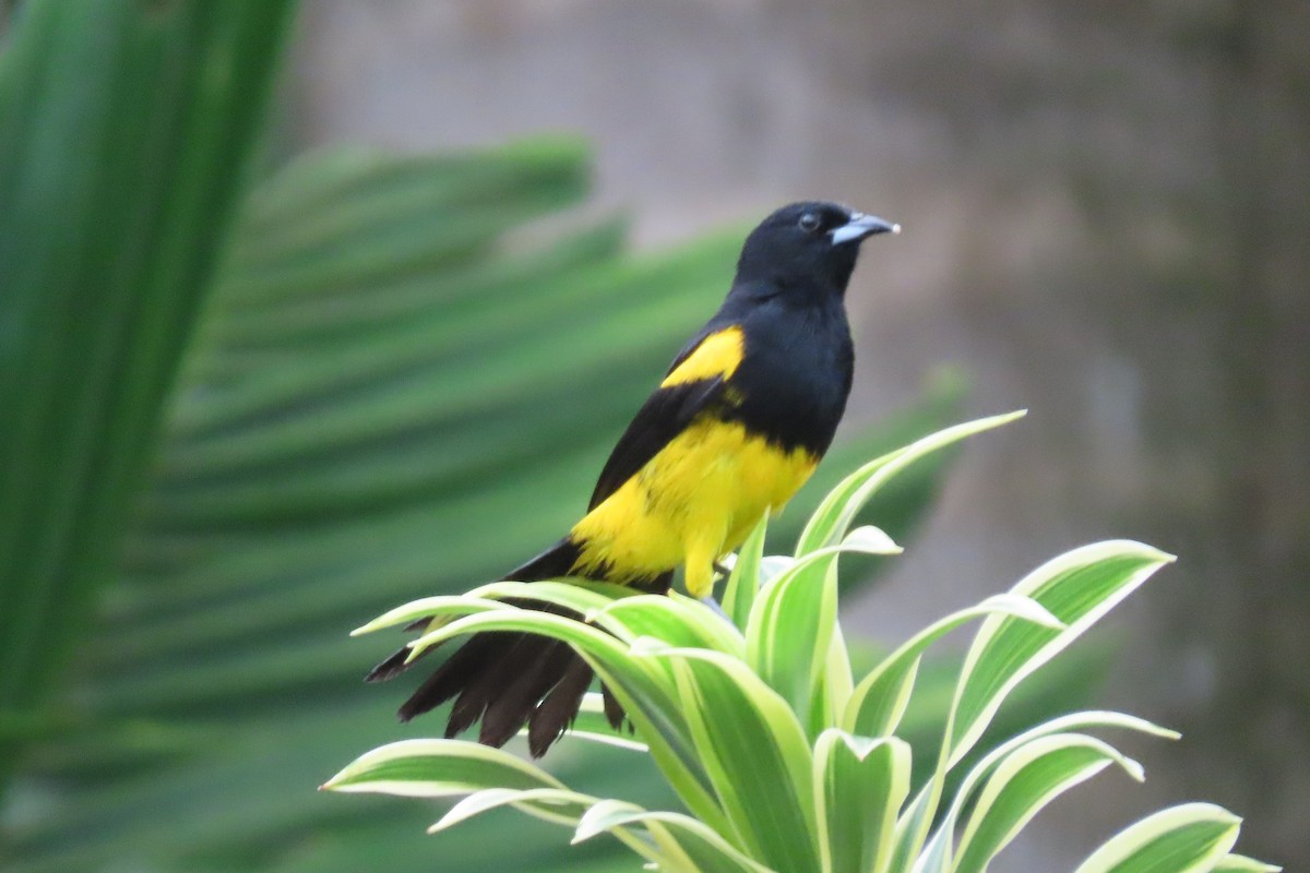 Black-cowled Oriole - stuart varney