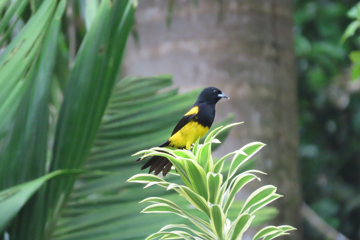 Black-cowled Oriole - stuart varney