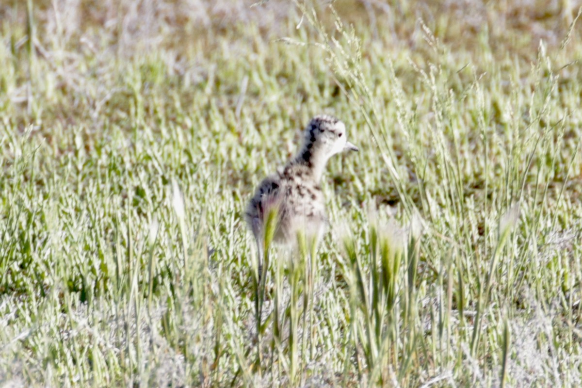 Long-billed Curlew - Malinda Chapman