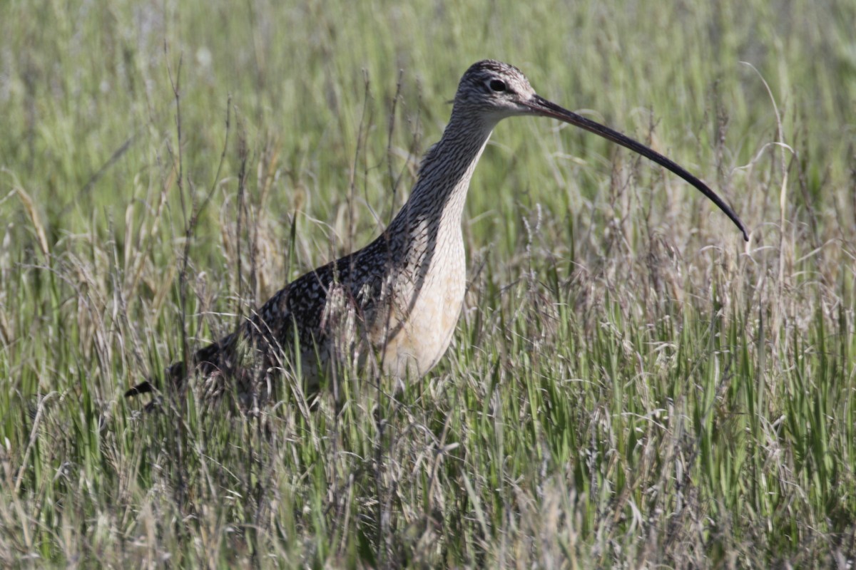 Long-billed Curlew - Malinda Chapman