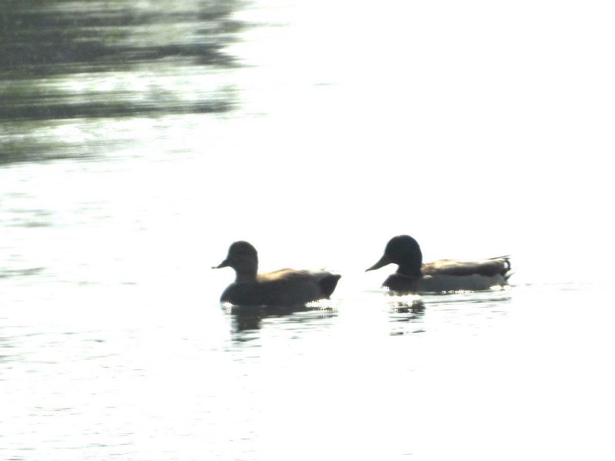 Mallard - George Koppel