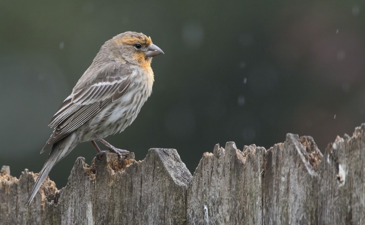 House Finch - Brent Angelo