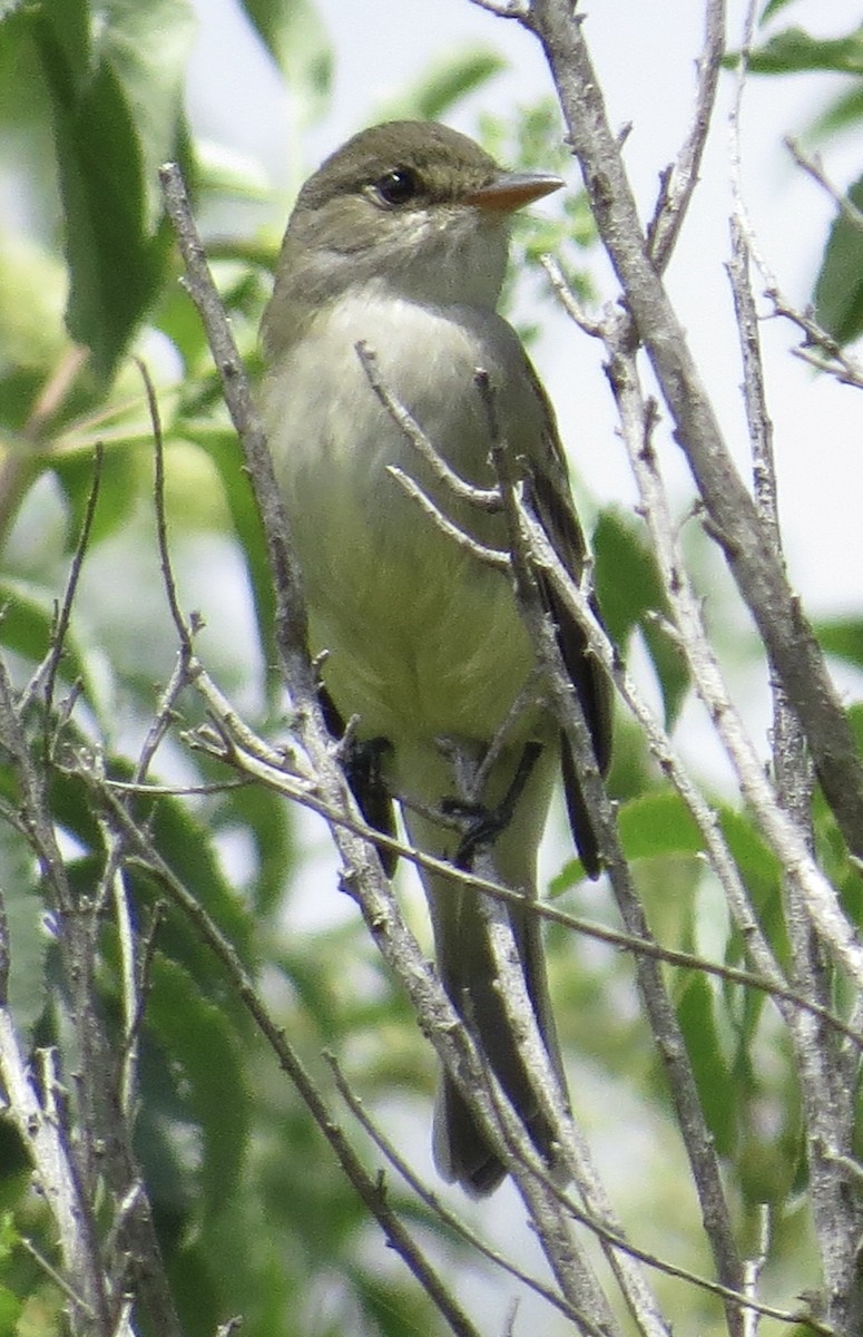 Willow Flycatcher - ML619409338