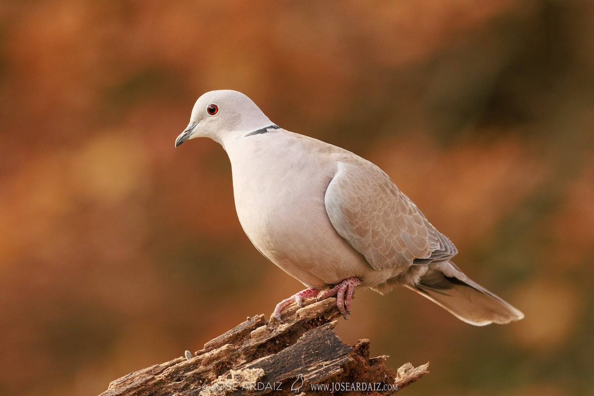 Eurasian Collared-Dove - José Ardaiz Ganuza