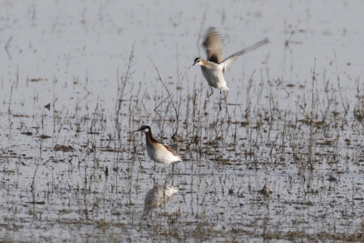 Wilson's Phalarope - Malinda Chapman