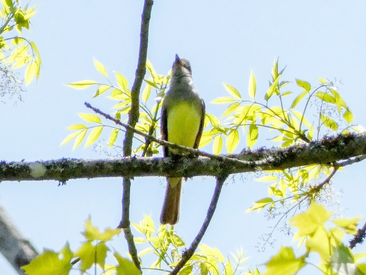 Great Crested Flycatcher - Larry Morin