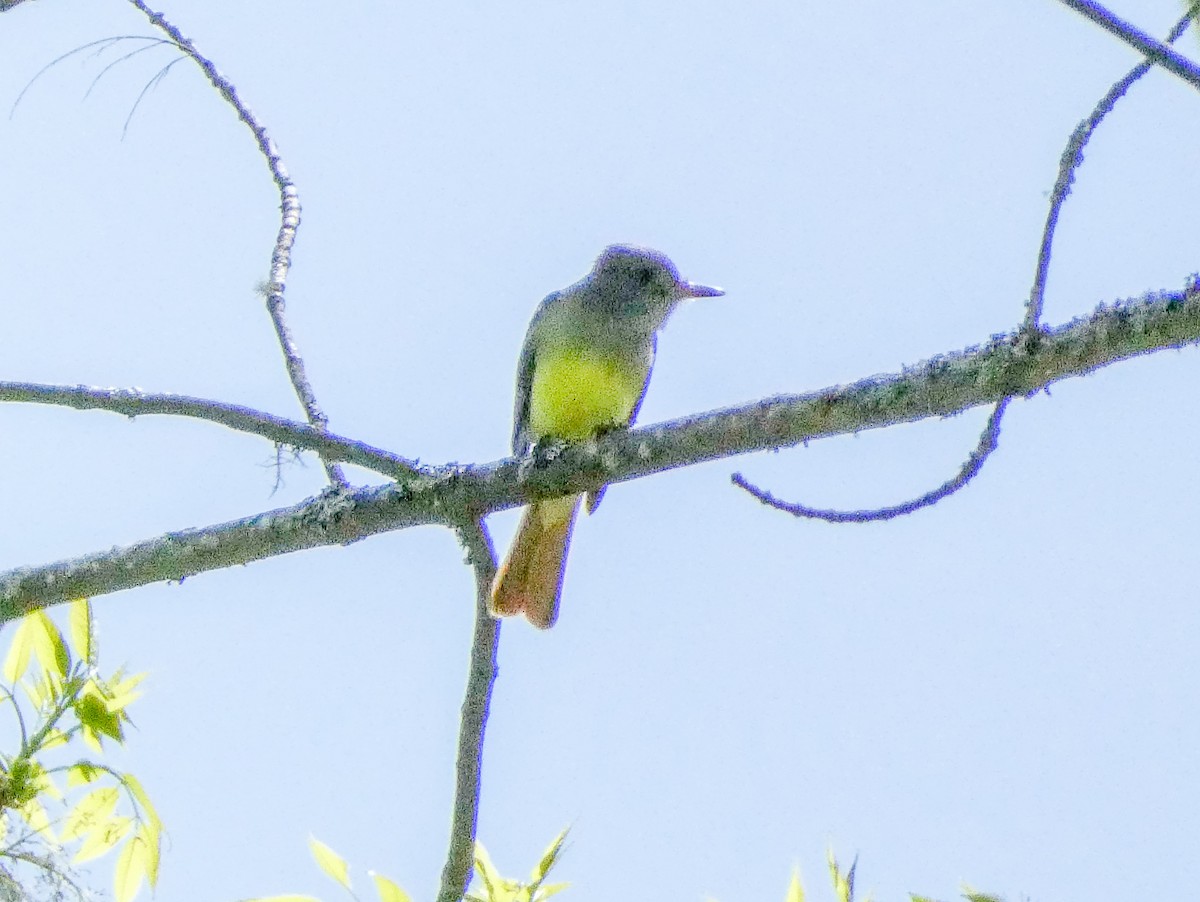 Great Crested Flycatcher - Larry Morin