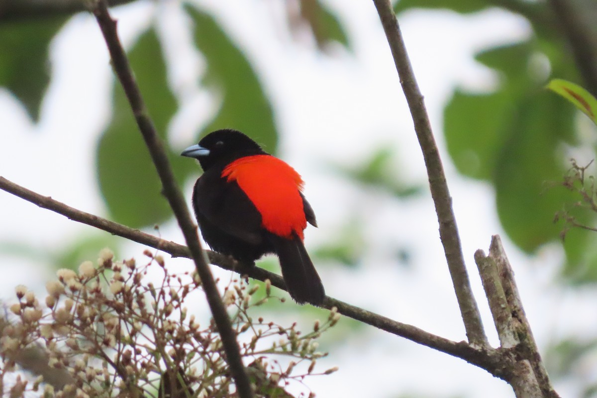 Scarlet-rumped Tanager - stuart varney