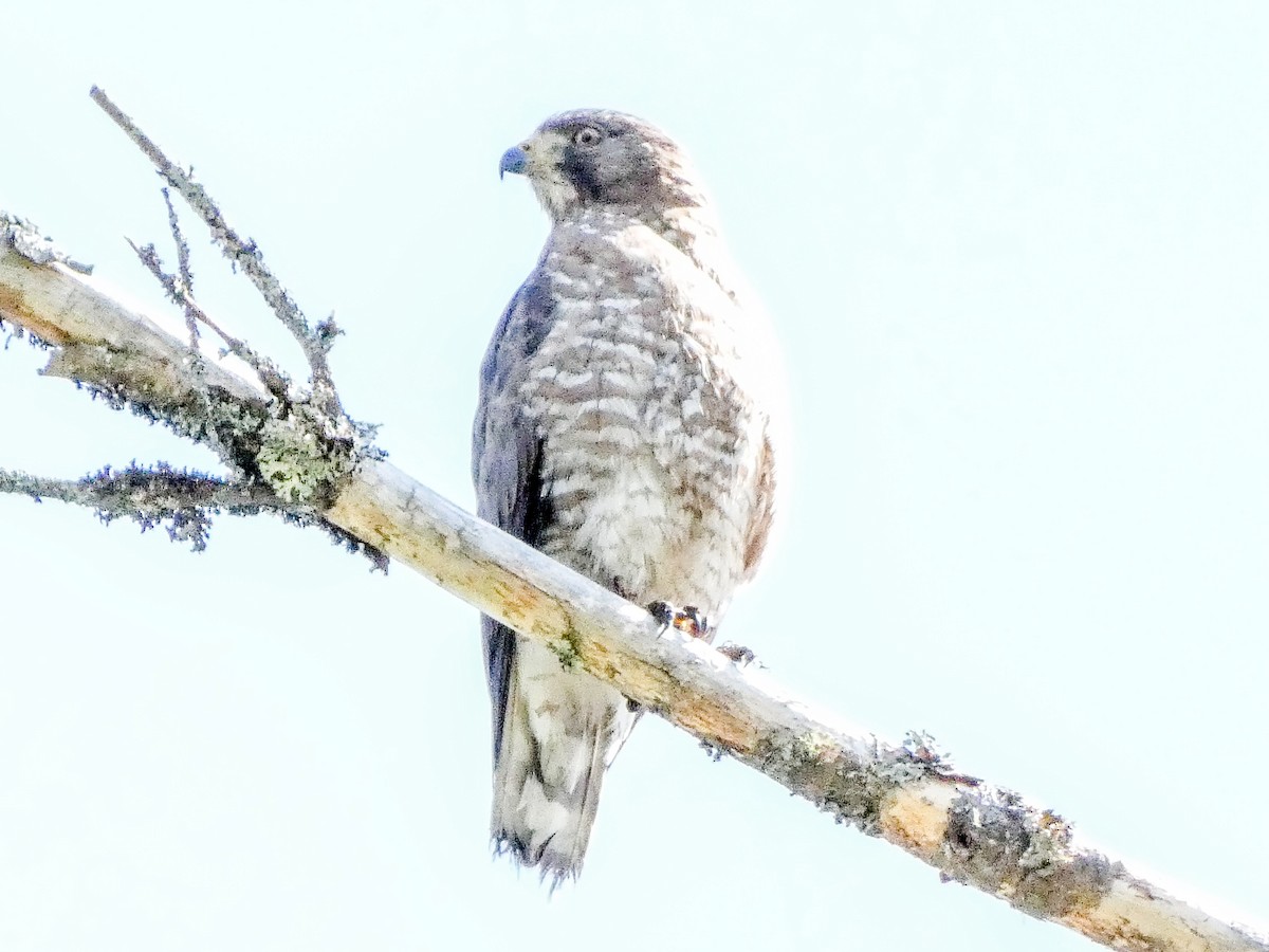 Broad-winged Hawk - ML619409354