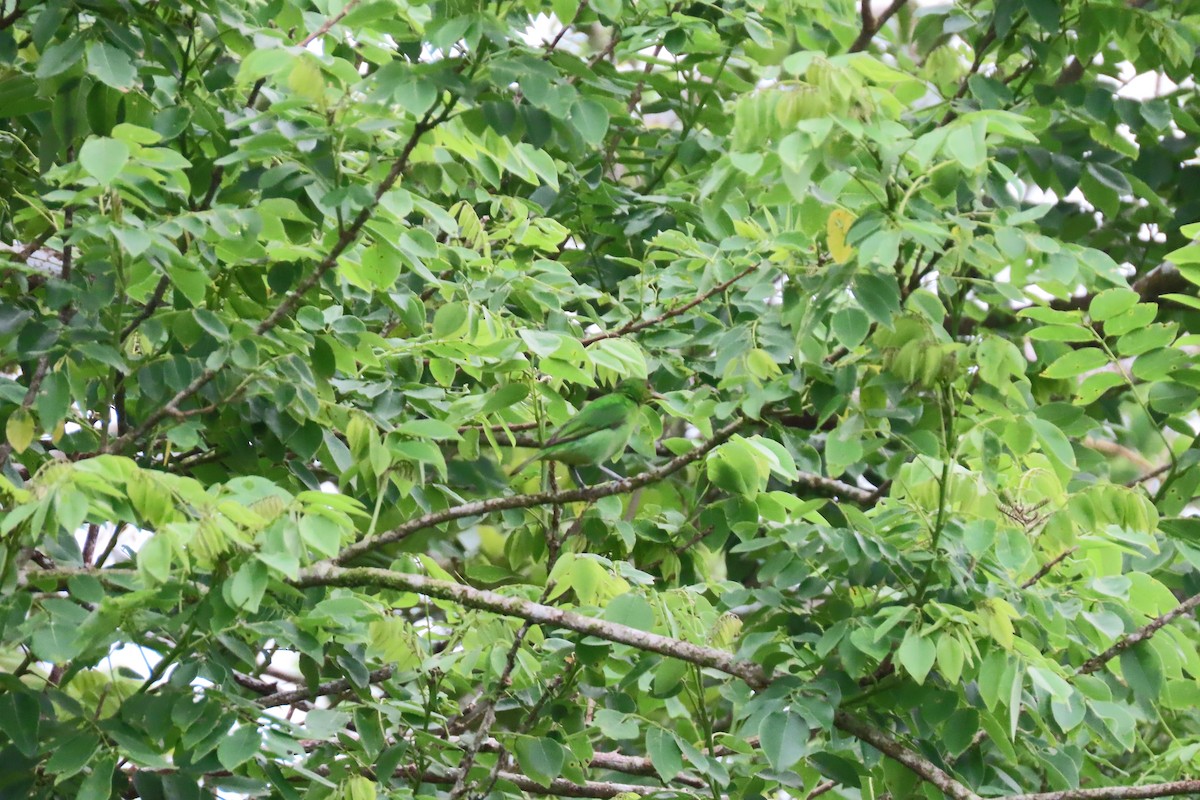 Green Honeycreeper - stuart varney