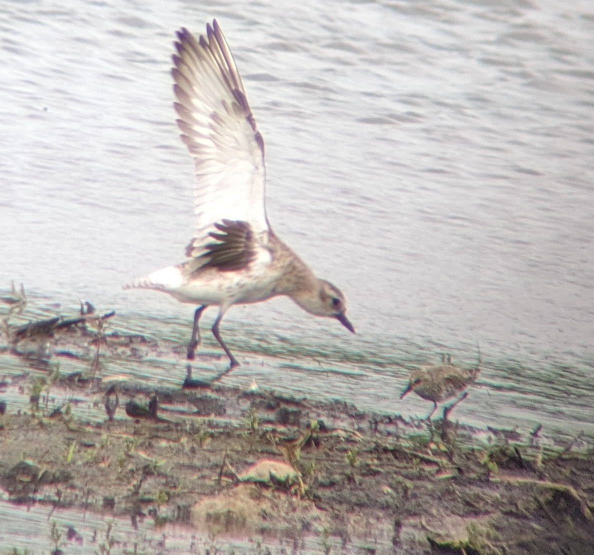 Black-bellied Plover - ML619409366