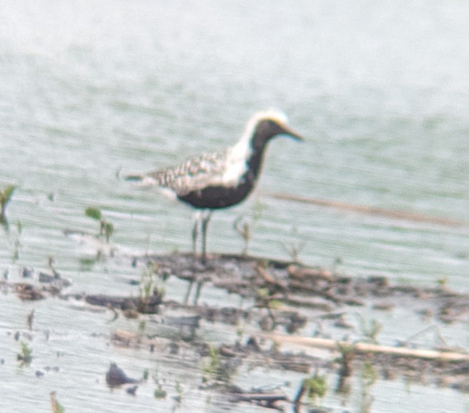 Black-bellied Plover - Dan Michler