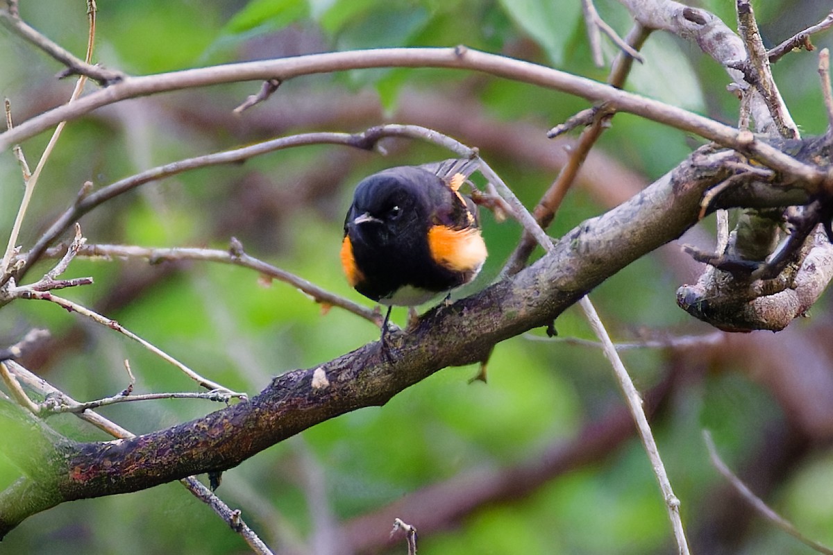 American Redstart - ML619409371