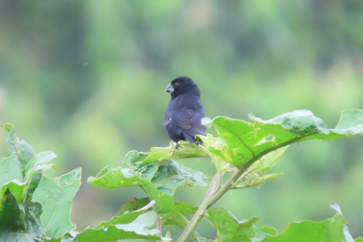 Thick-billed Seed-Finch - stuart varney