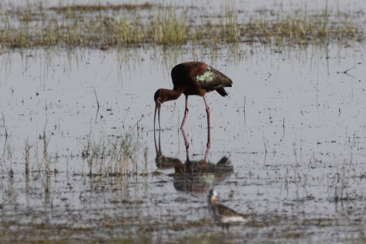 White-faced Ibis - Malinda Chapman