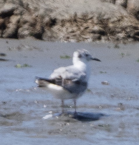 Bonaparte's Gull - Sam Zuckerman