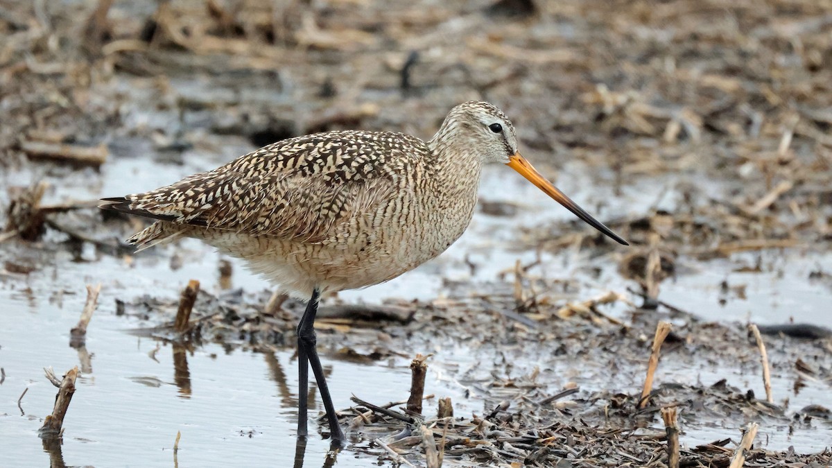 Marbled Godwit - ML619409407