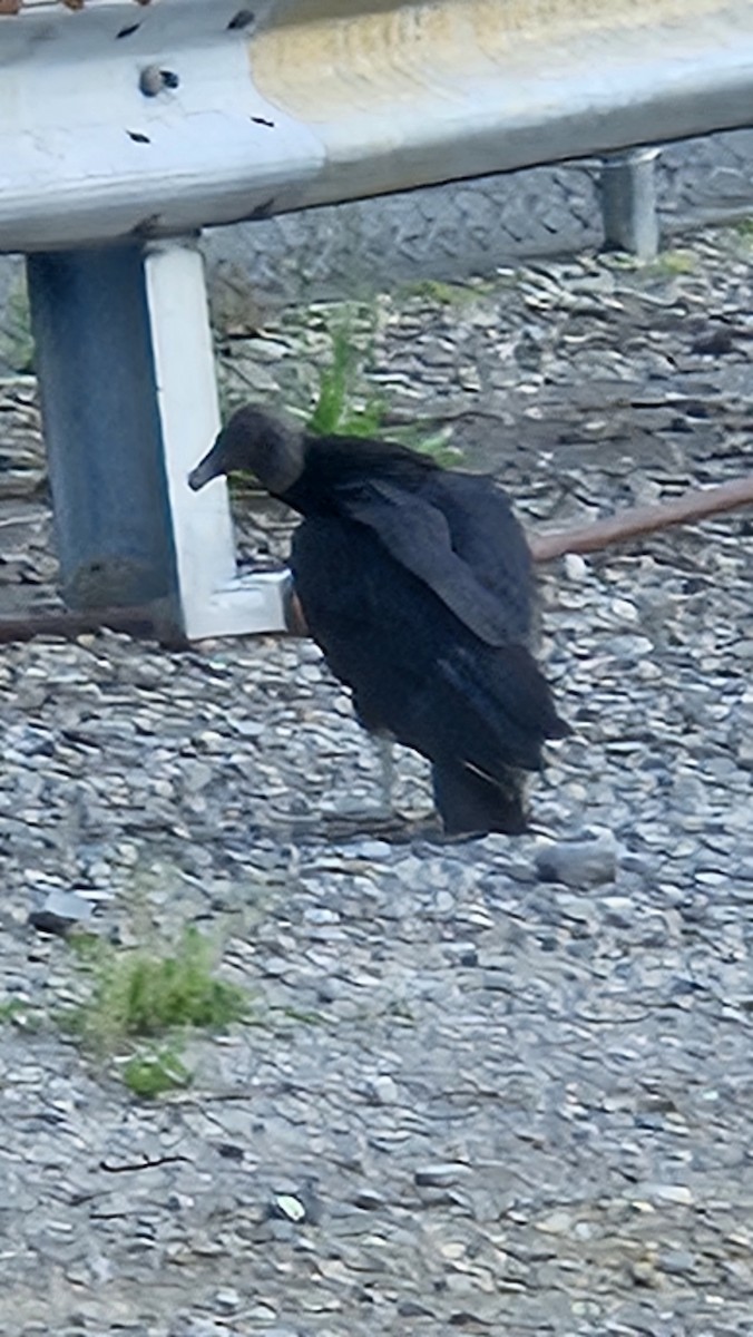 Black Vulture - Robert Steele