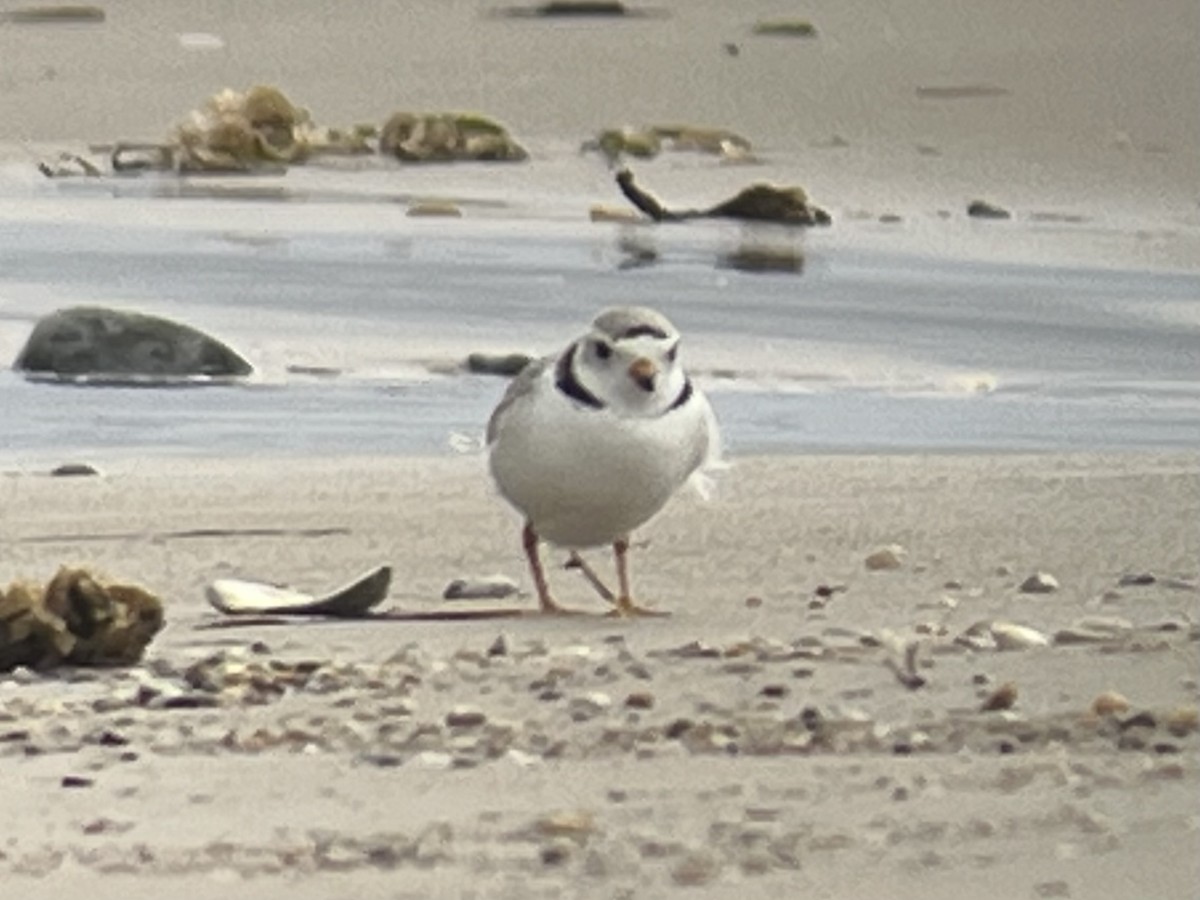 Piping Plover - Chad Pumpelly