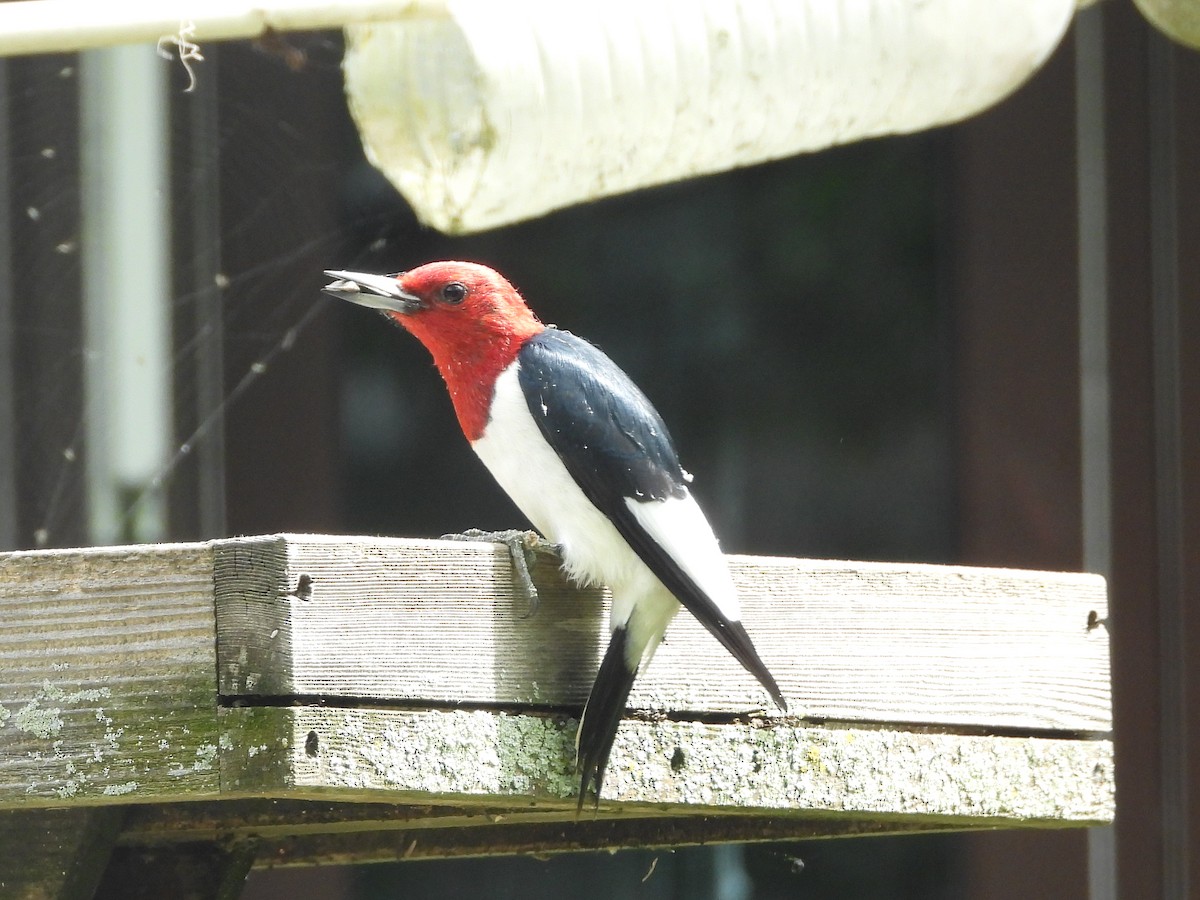 Red-headed Woodpecker - George Koppel