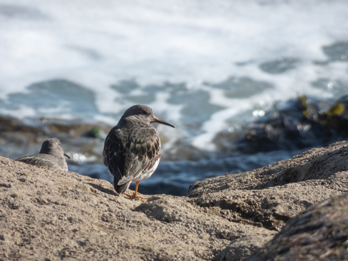 Purple Sandpiper - Charlotte Foote