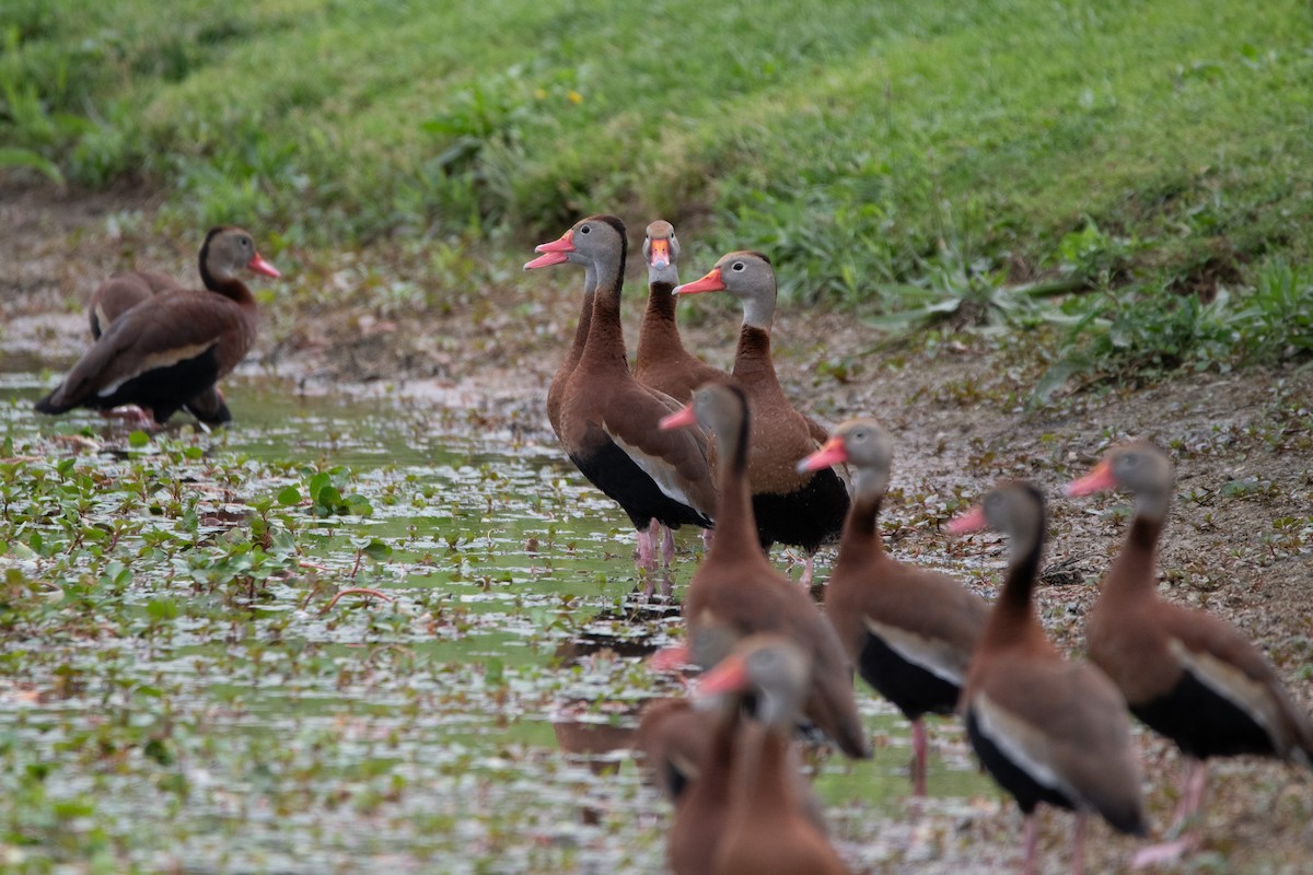 Black-bellied Whistling-Duck - Candice Lowther