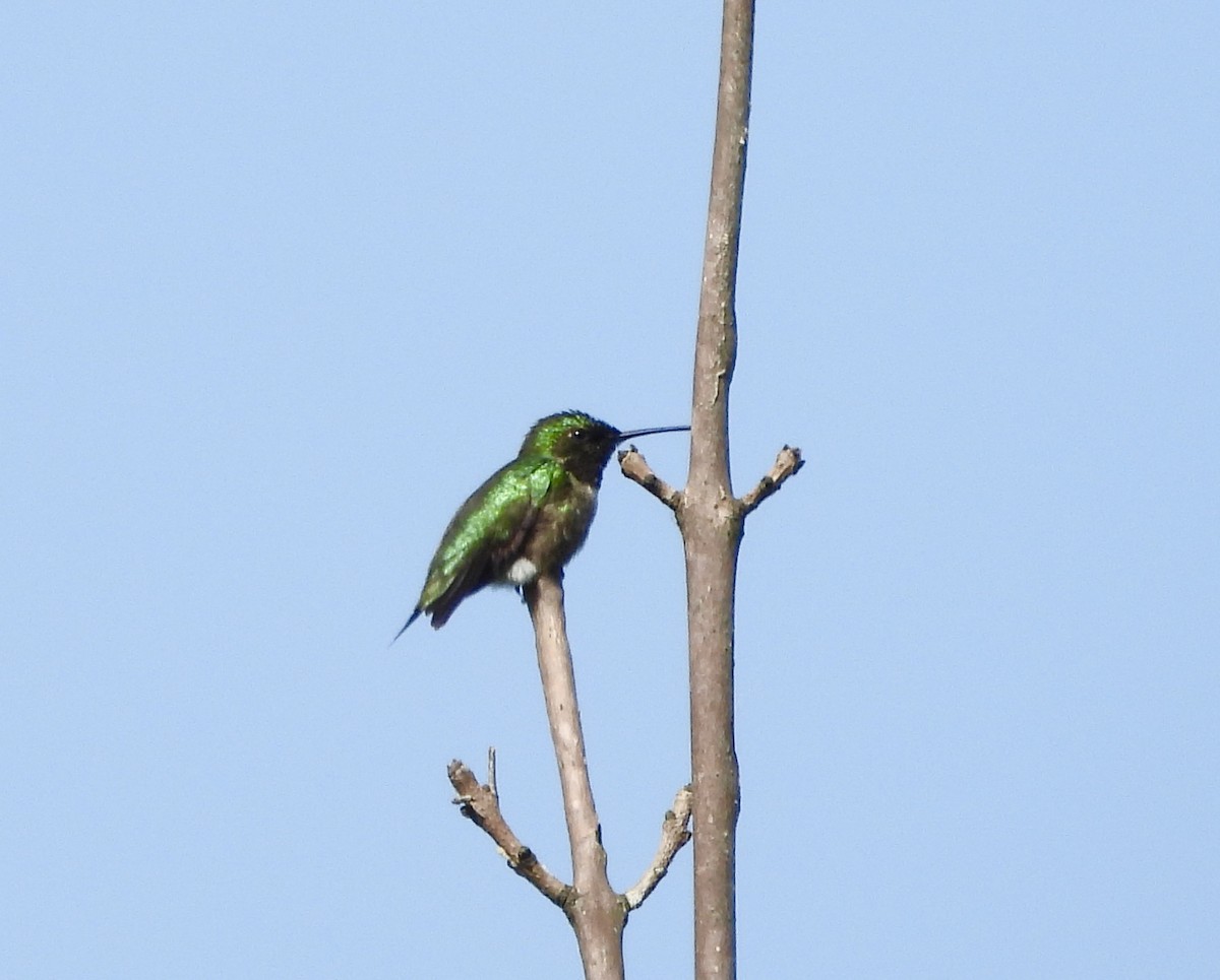 Ruby-throated Hummingbird - Gene Muller