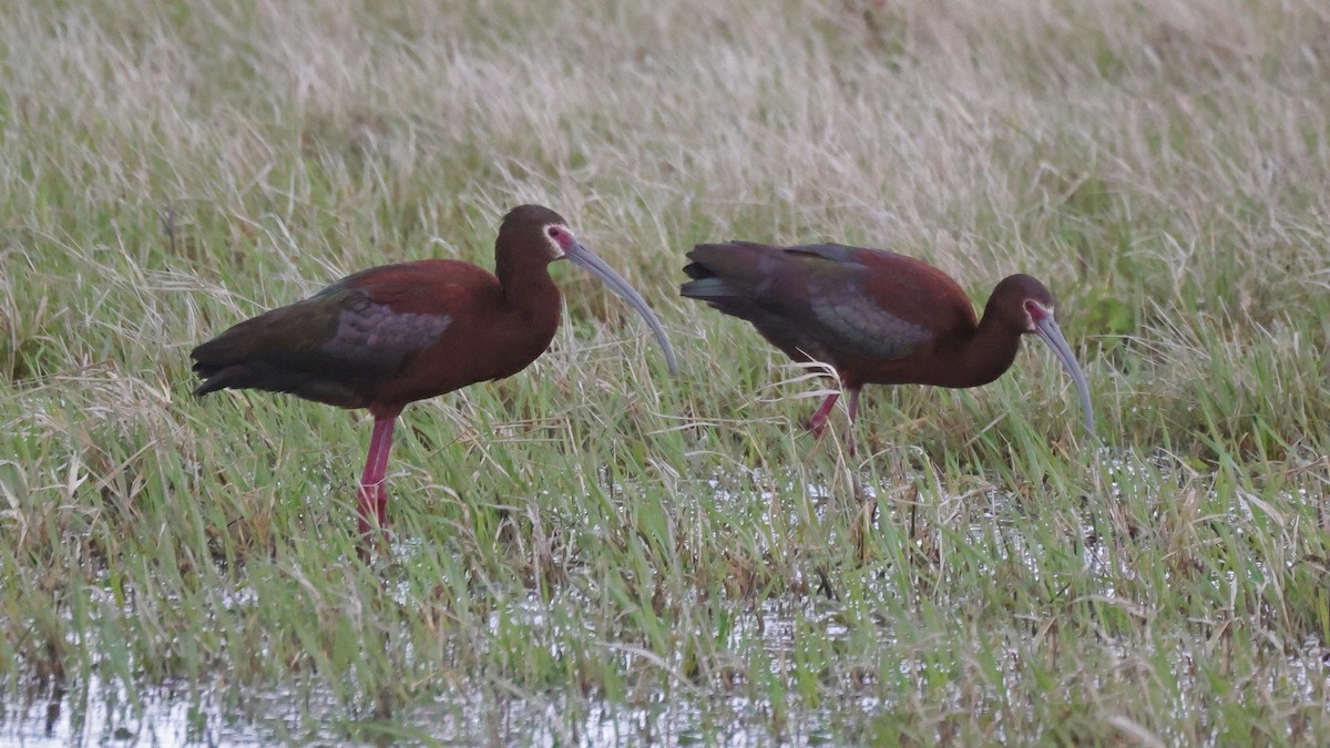 White-faced Ibis - ML619409451