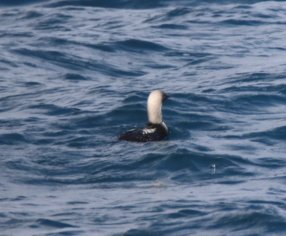 Pacific Loon - Butch Carter