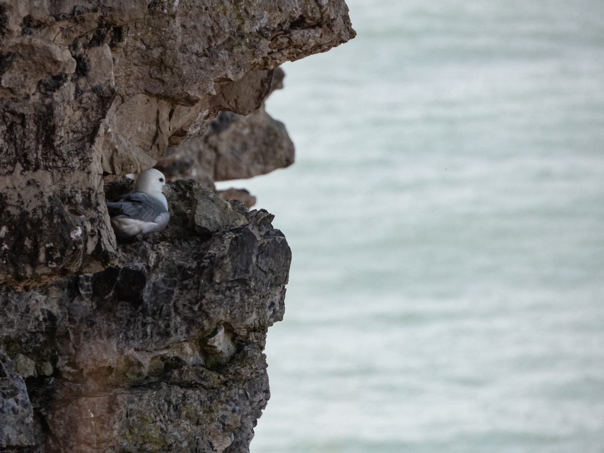 Northern Fulmar - Charlotte Foote