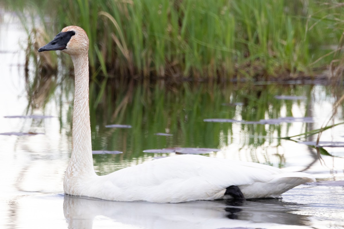 Trumpeter Swan - KIRK BELLER