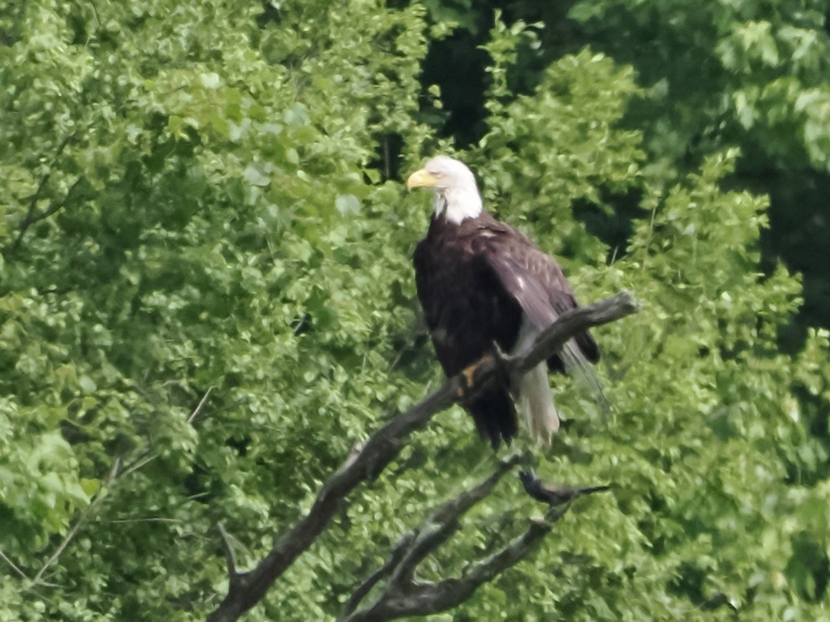 Bald Eagle - ML619409477