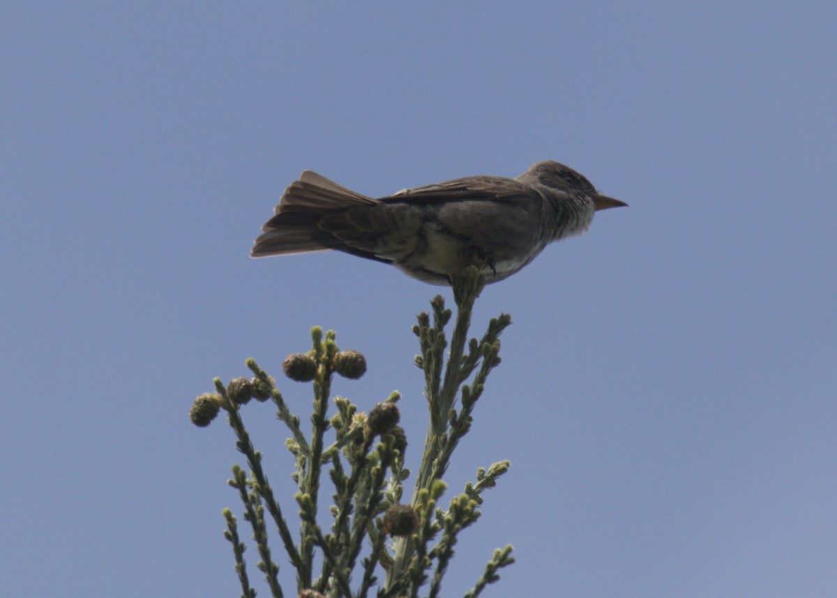 Olivflanken-Schnäppertyrann - ML619409480