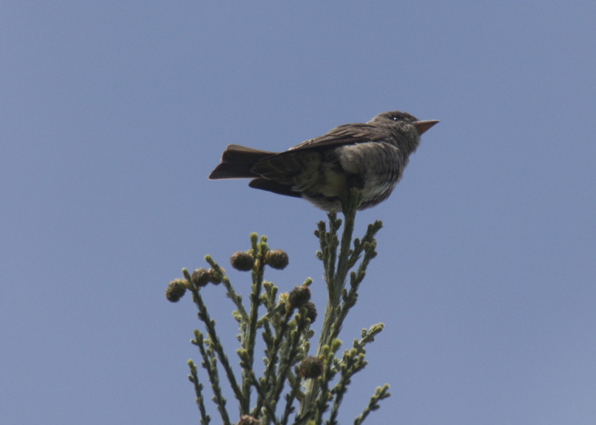 Olive-sided Flycatcher - Sam Rawlins