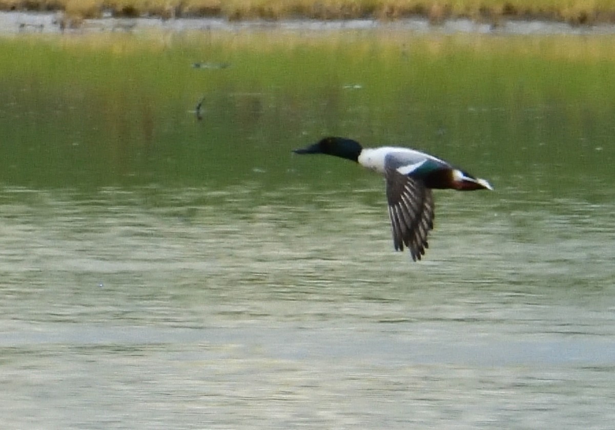 Northern Shoveler - Mu Sano