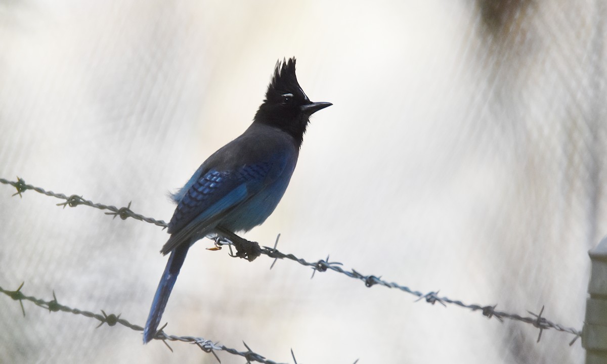 Steller's Jay - George Zimmer