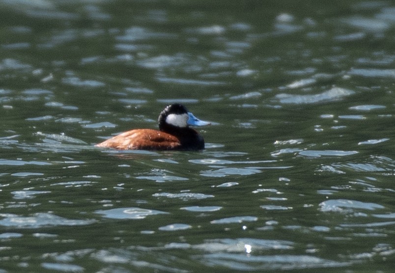 Ruddy Duck - Marilyn Sherling