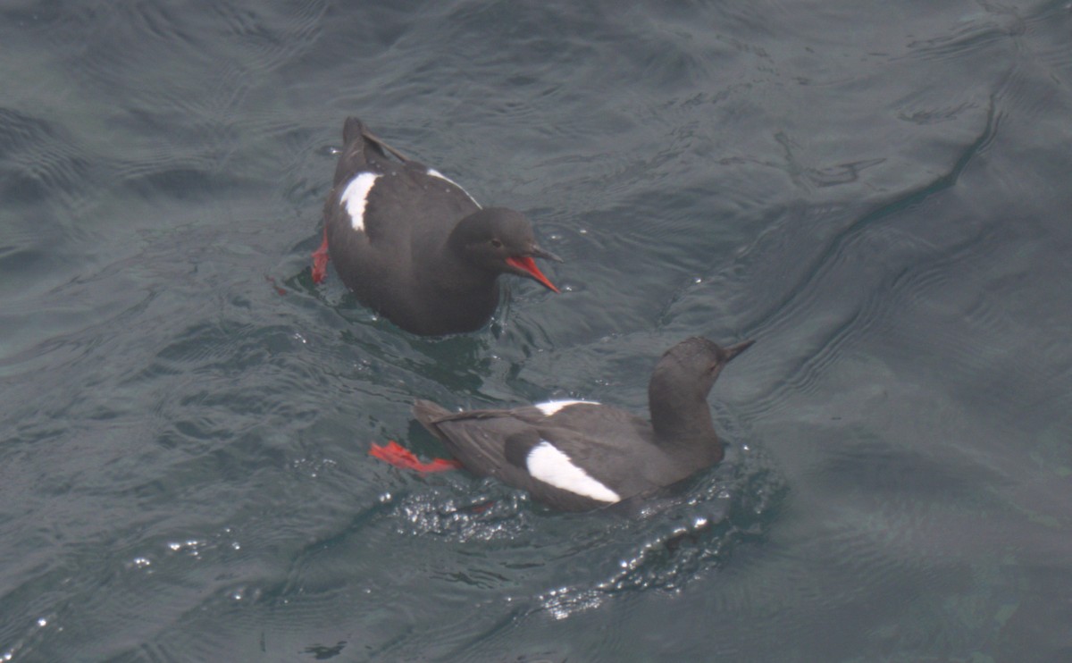 Pigeon Guillemot - Sam Rawlins