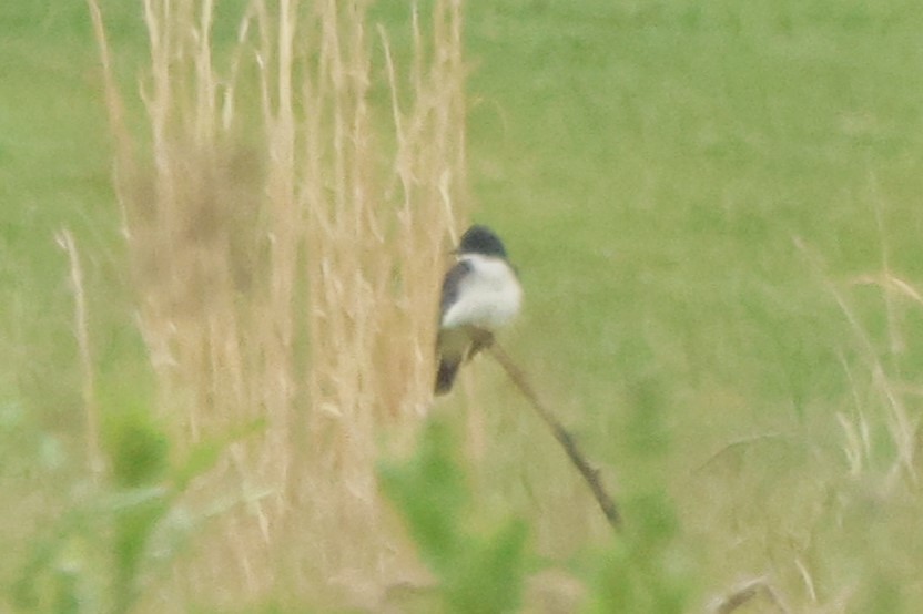 Eastern Kingbird - Joseph Mittura