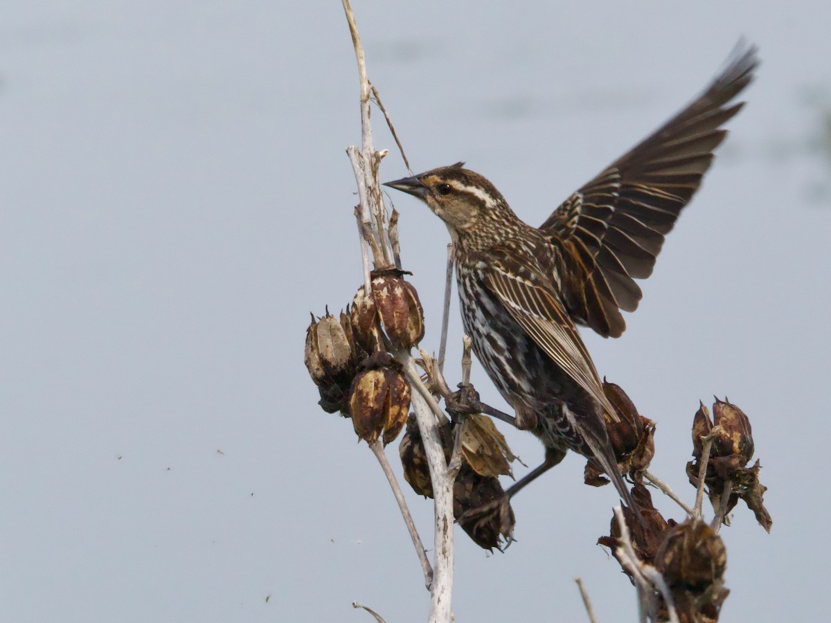 Red-winged Blackbird - John Felton