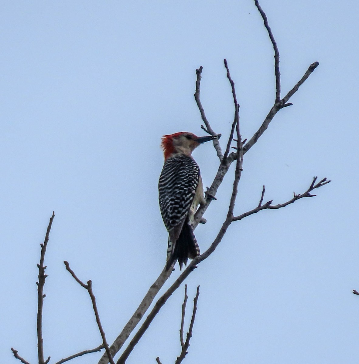 Red-bellied Woodpecker - Tira Overstreet
