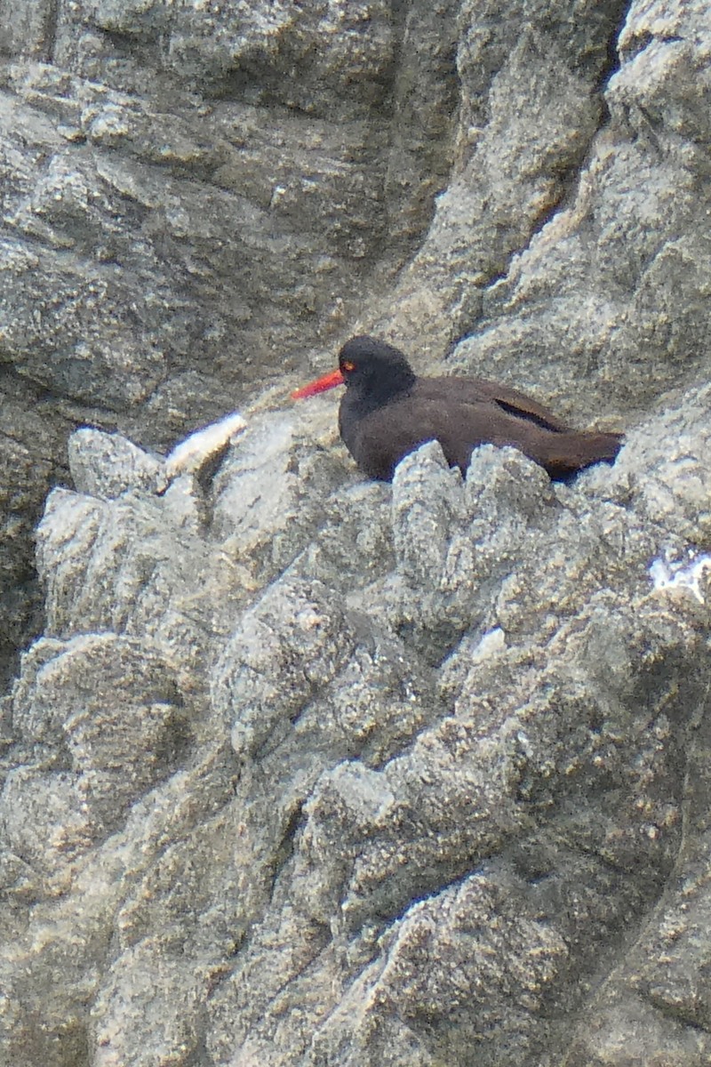 Black Oystercatcher - K K