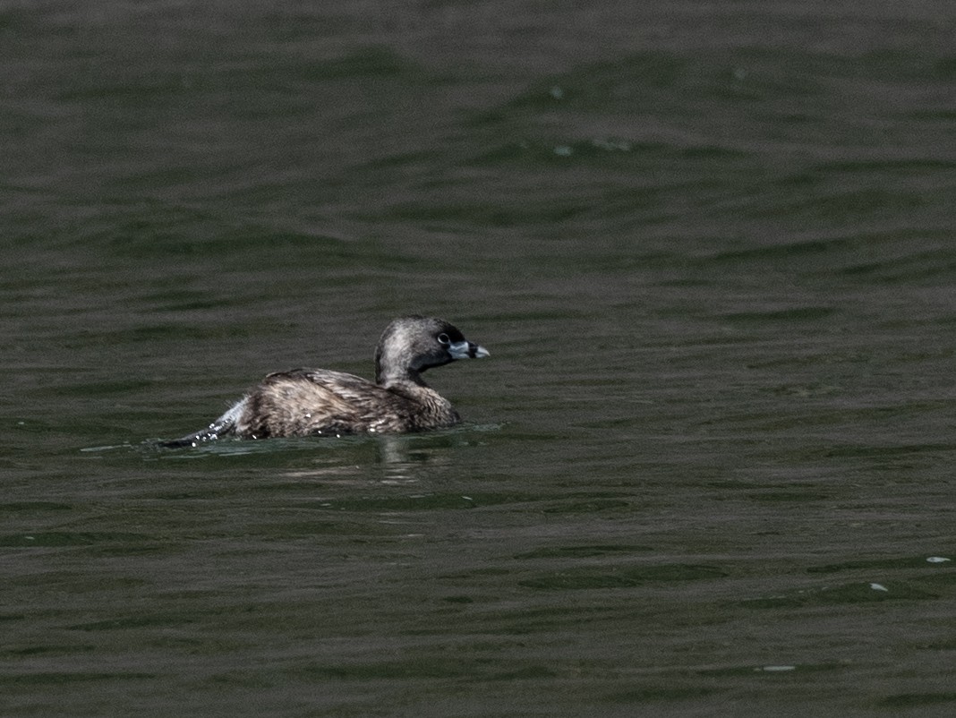 Pied-billed Grebe - Marilyn Sherling