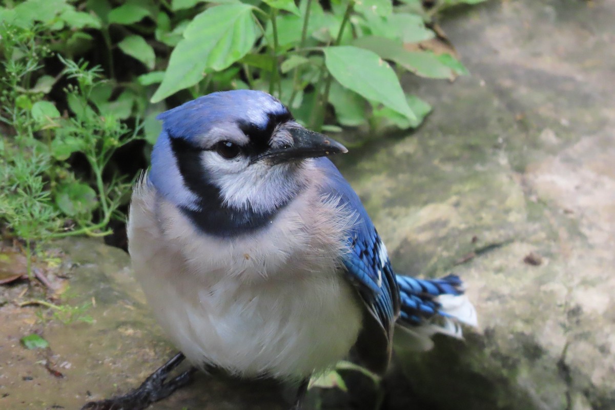 Blue Jay - Tira Overstreet