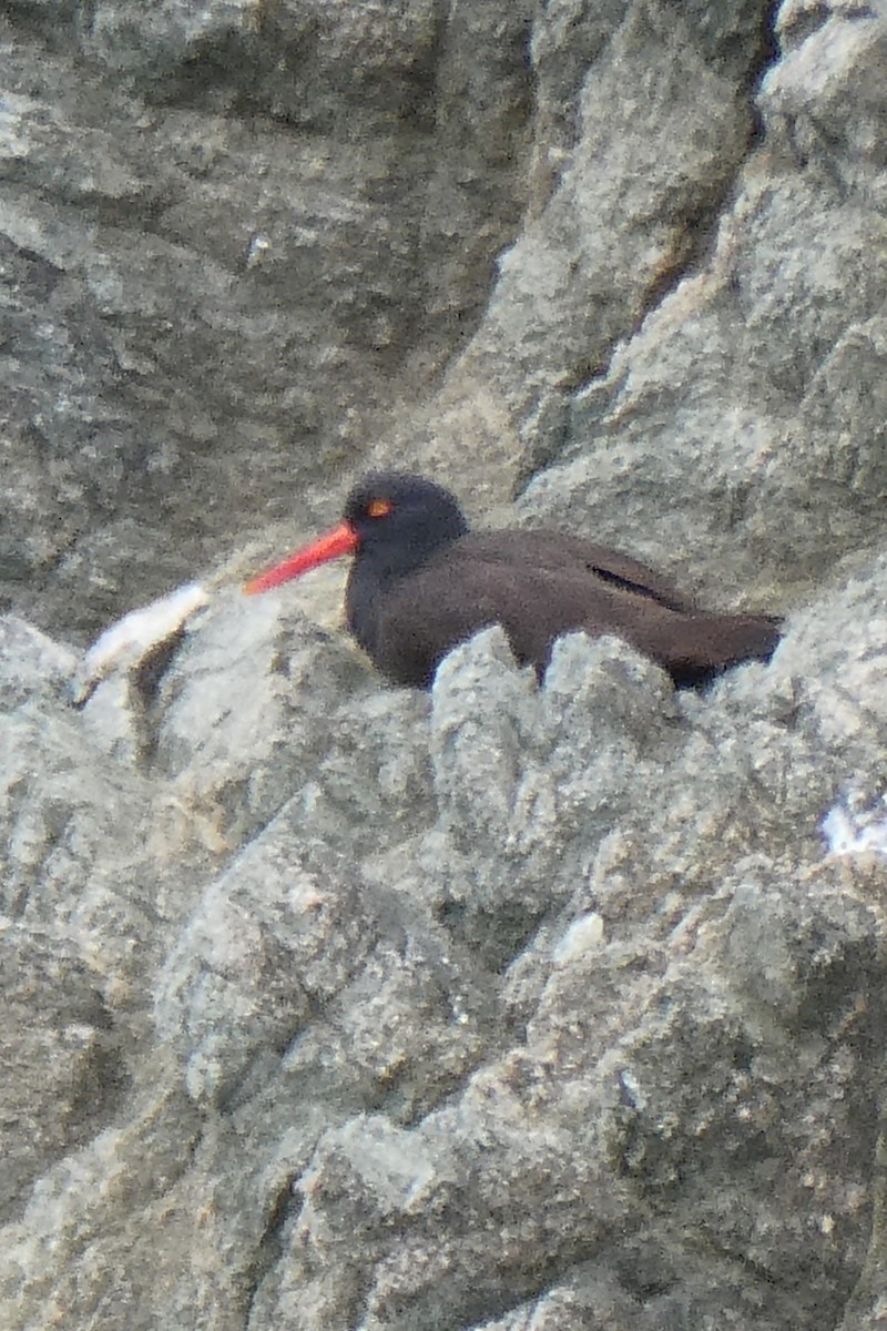 Black Oystercatcher - K K